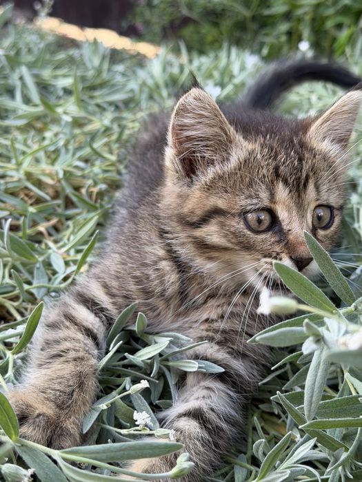 Кошенятно віддамо в добрі руки терміново