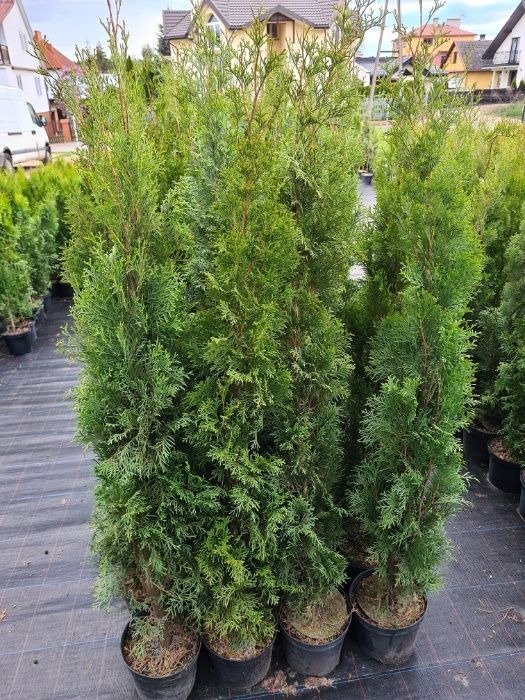PRODUCENT Tuja Szmaragd 150 - 170 cm w Donicy 10L DOWOZIMY Max przyjec