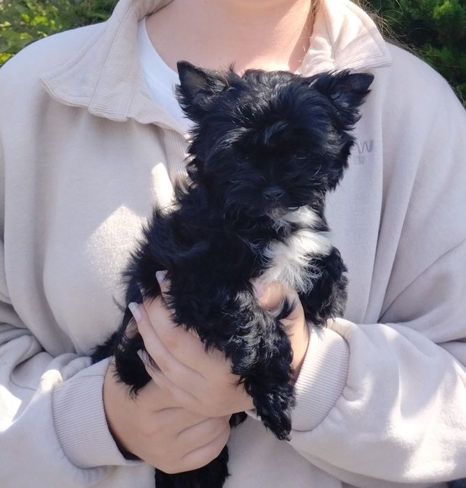 Black yorkshire terrier samczyk
