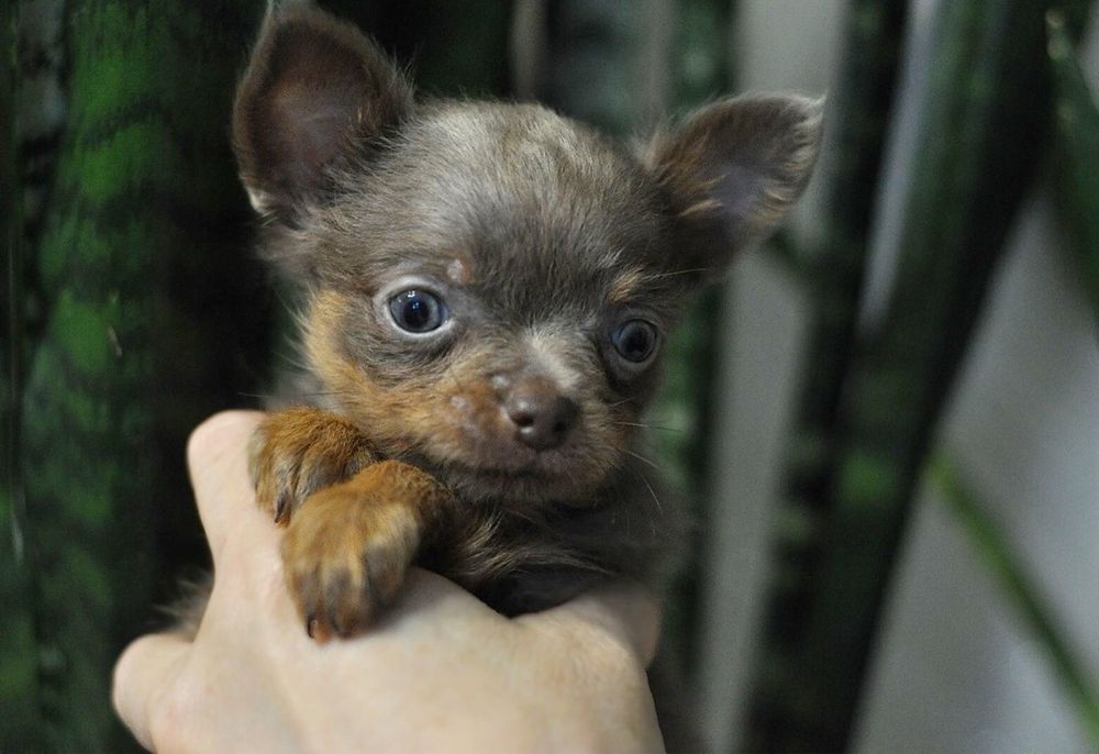 Мальчик той терьер