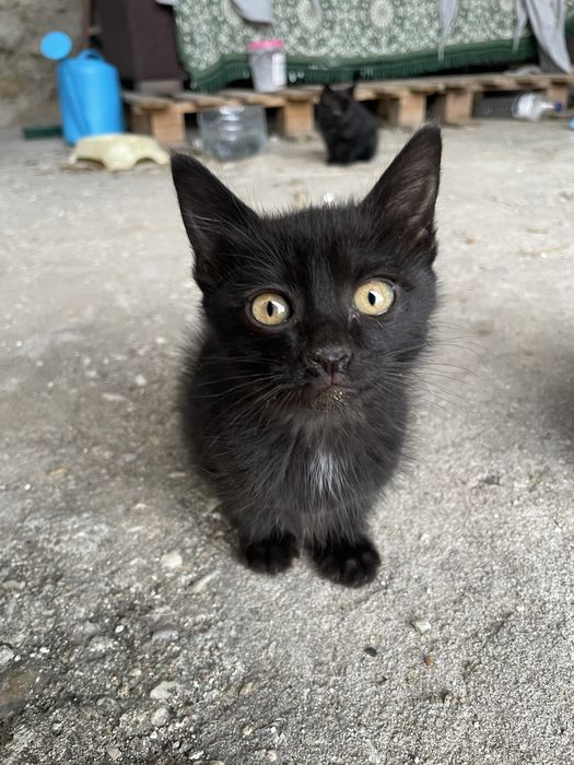 2 gatinhos peludinhos pretos para adotar com 2 meses