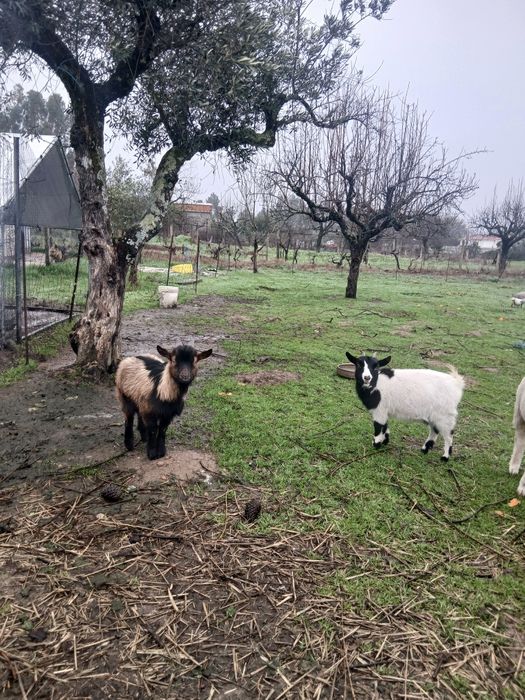 Casal de cabras anas