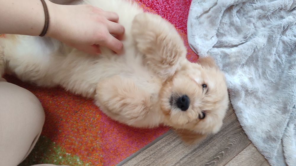 Goldendoodle f1 Doodle golden retriever badania genetyczne rodziców