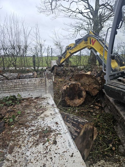 Corte e Abate de Árvores – Serviço Profissional