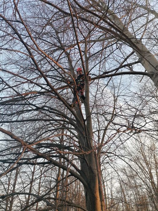 Wycinka i pielęgnacja drzew