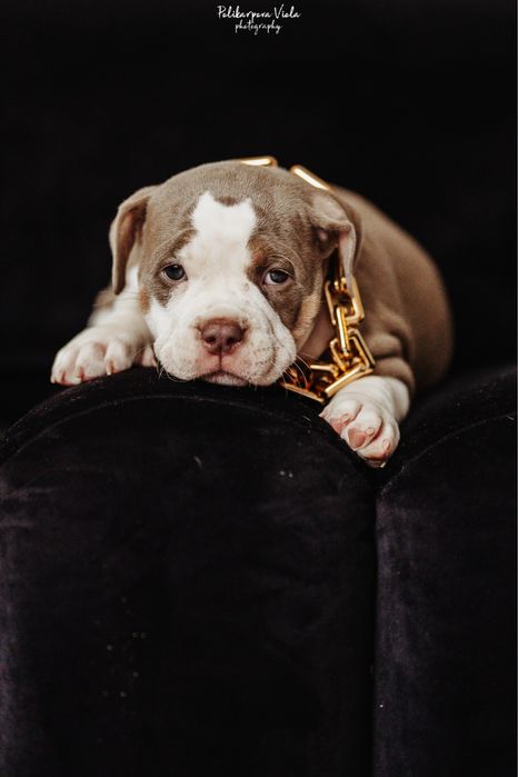 Американский булли