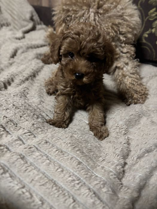 Продам цуцика той пуделя