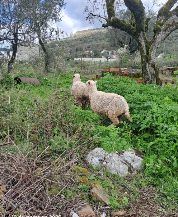 Ovelhas para venda