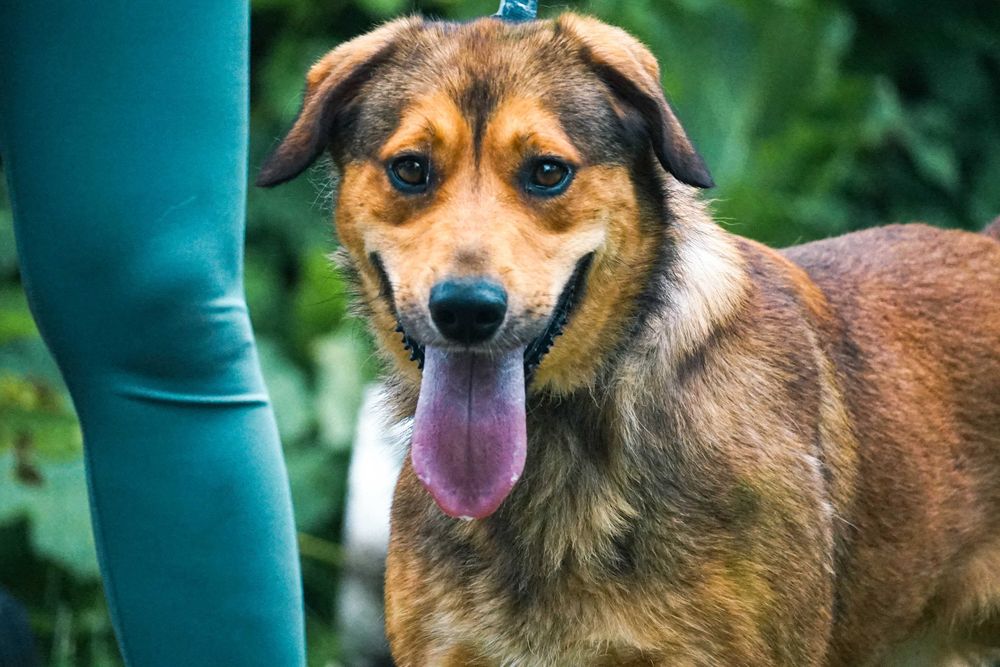 Impuls - młody, duży psiak prosi o dom