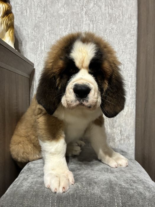 Сенбернар цуценя Дівчинка