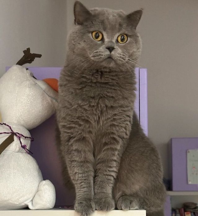 Вязка кота Scottish-st.