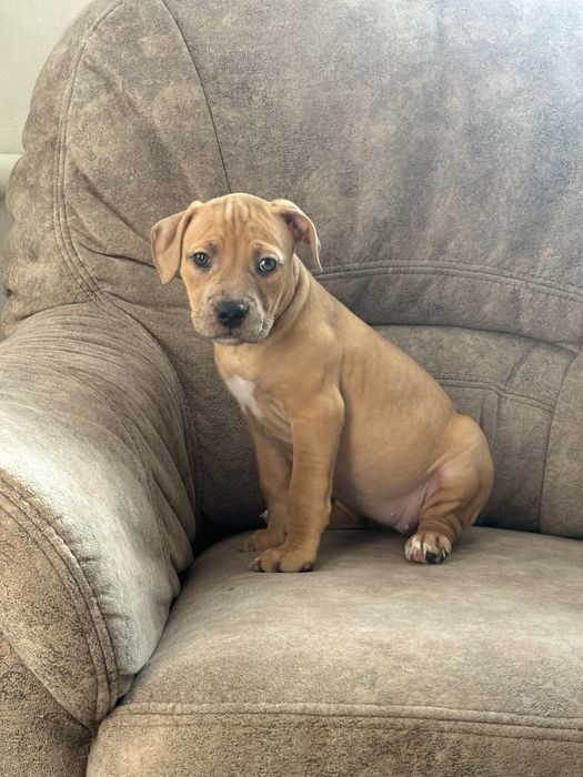 Щенки Стаффордширского  терьер