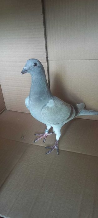 Młode gołębie pocztowe