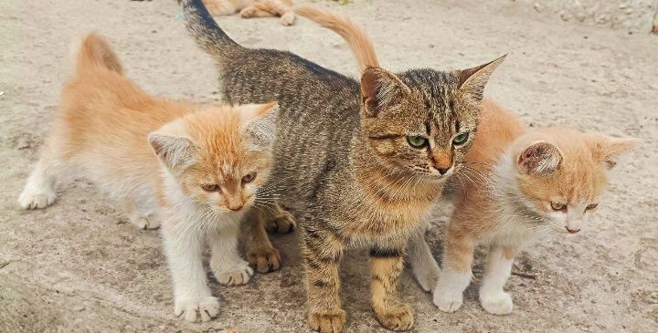 Котодітки шукають родини!