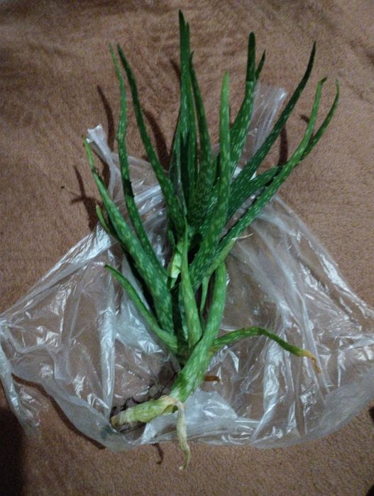 Aloes zwyczajny Aloe Vera