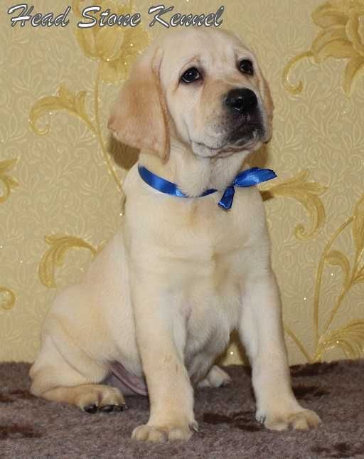 Щенки Лабрадора ретривера