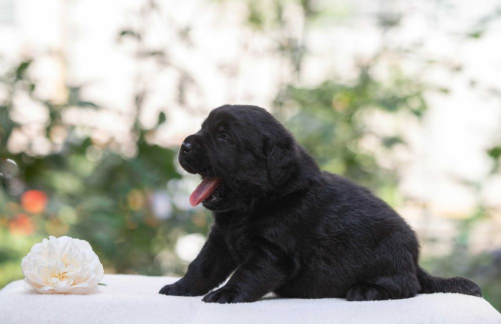 Чорні хлопці лабрадори