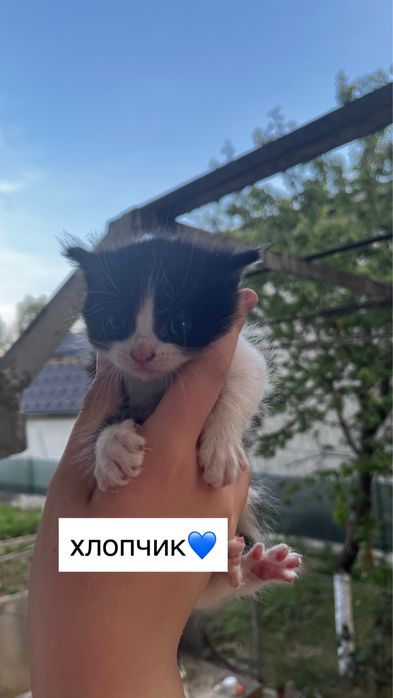 віддам кошенят у добрі руки!