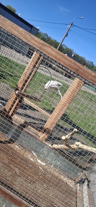 Papugi                    .