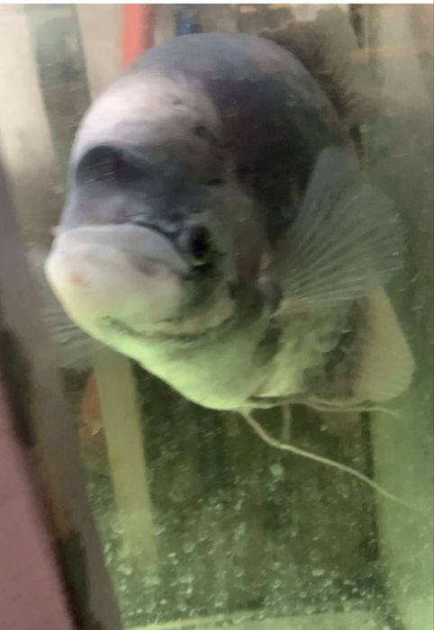Gurami gigante 40/50cm