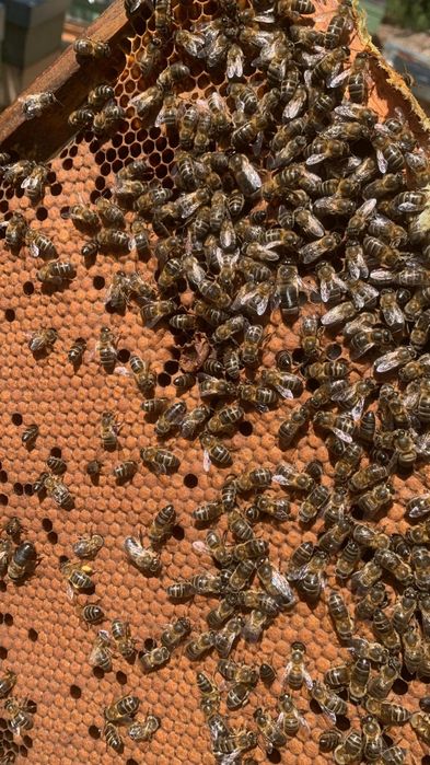 Vendo enxames abelha