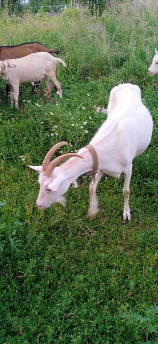 Молоко козяче свіже, солодке.