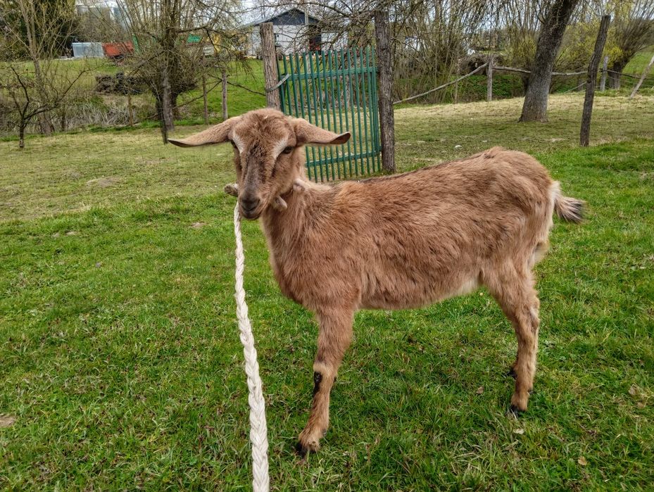 Koza anglonubijska młoda