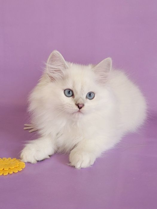 Британські кошенята срібляста шиншила