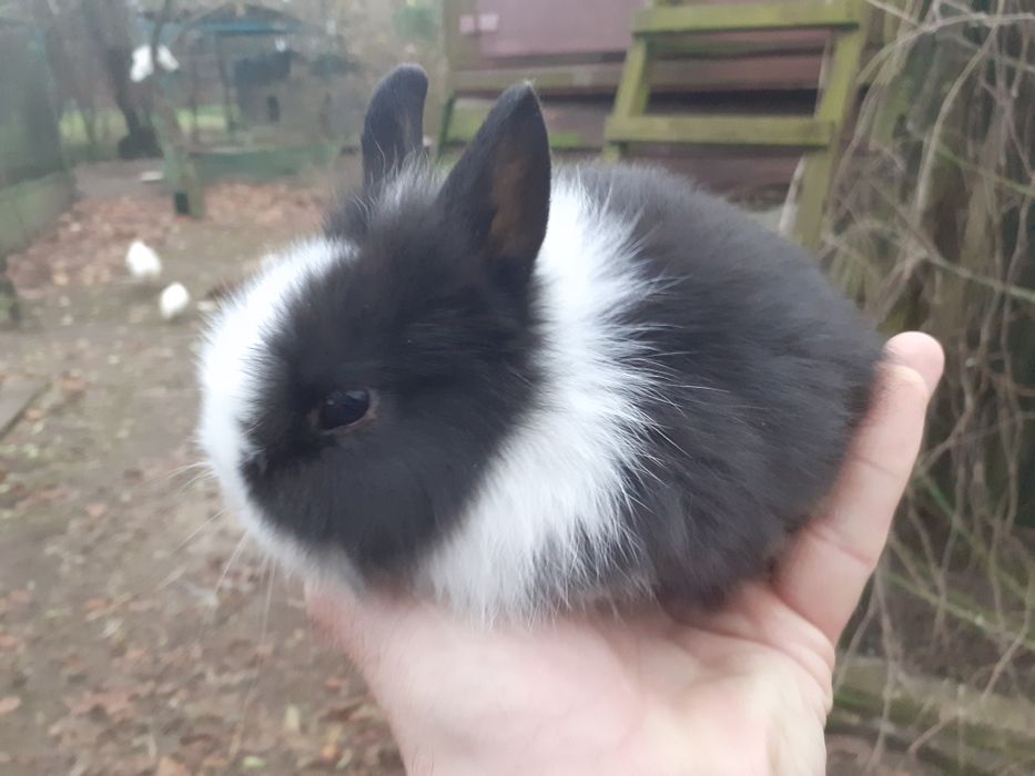 Króliczki karzełki Mini