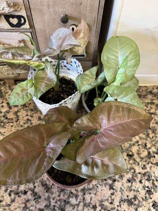 Syngoniuns plantas naturais (raras)