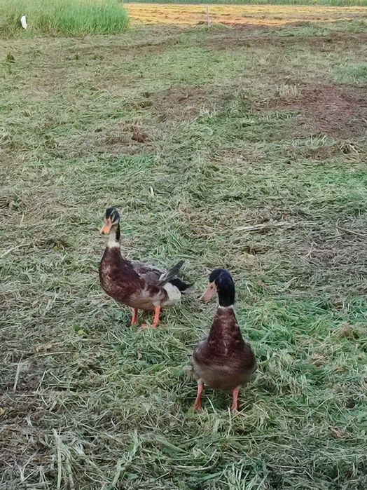 Vendo 2 patos Rouen de 2025