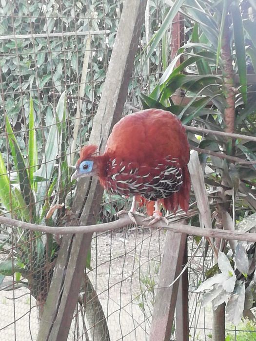 Faisão Vieillot fêmea