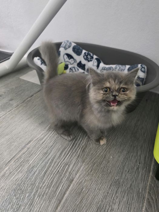 Gatinha persa com 3 meses