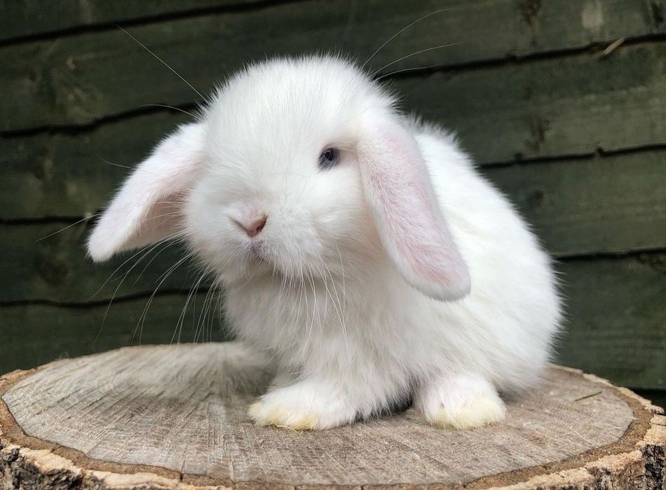 KIT Coelhos anões mini loop(orelhudos) super inteligentes e dóceis