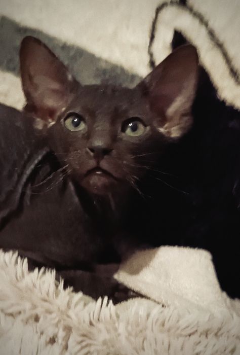 Петерболд. Петербургский свинкс (ориентальный).