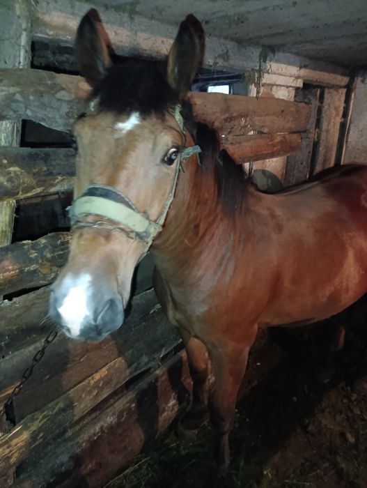 Продам коника огірця жеребця