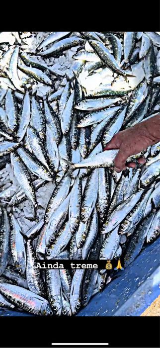 Sardinha Fresca Traineira