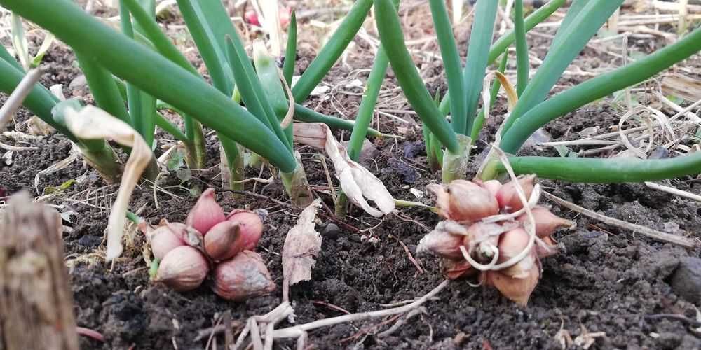 Cebula Egipska – mrozoodporna, wieloletnia- 10X