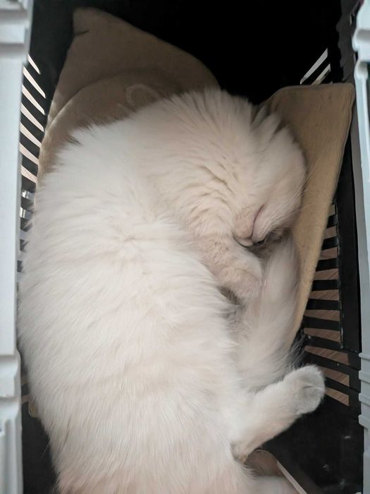 Rasowy kocur Ragdoll z rodowodem FPL / Rodzina z dziećmi i psem