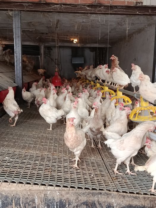 Kury nioski 20 miesięcy