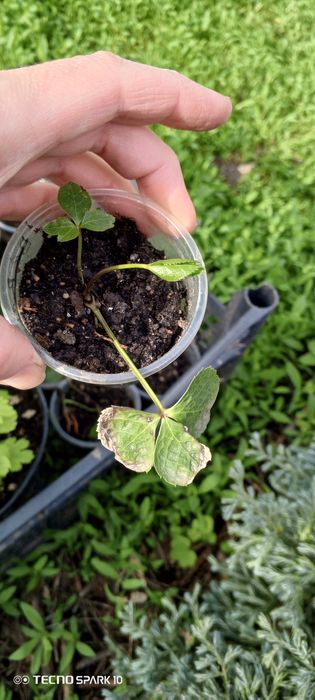 Морозник продам молоденькие кустикт