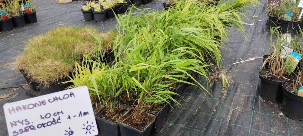 Hakonechloa greenhills p9