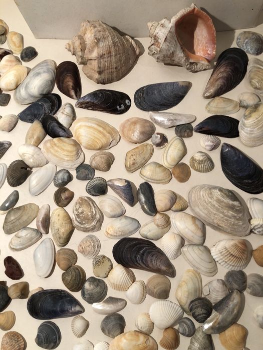 Ракушки, рапаны для аквариума