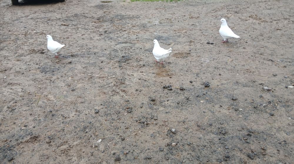 3 samice King i samiec biały