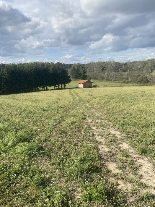 Koszenie trawy wycinka drzew przycinanie żywopłotu