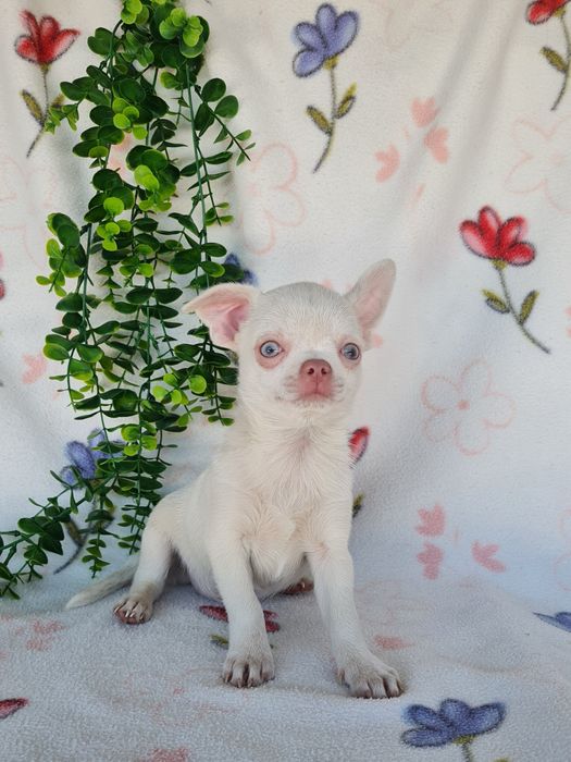Excecional menino mini Chihuahua/Chiuaua,Qualidade, LinhagemRussa