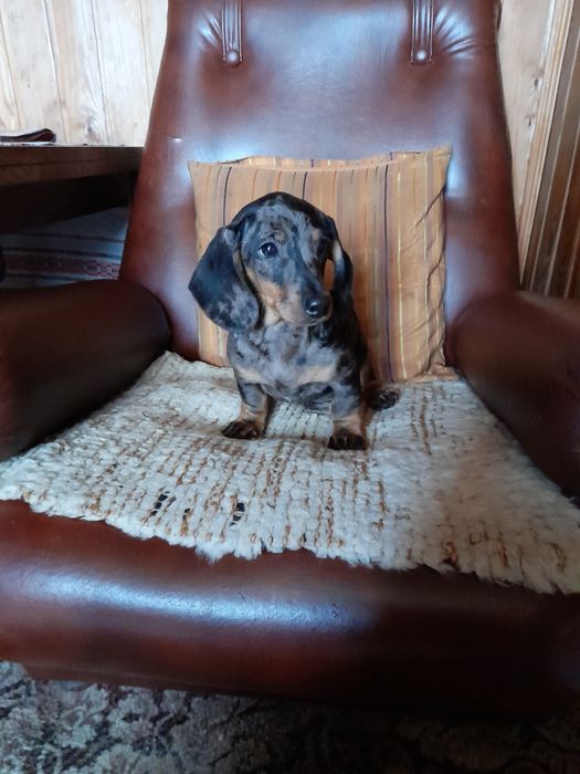 Jamnik krótkowłosy merle