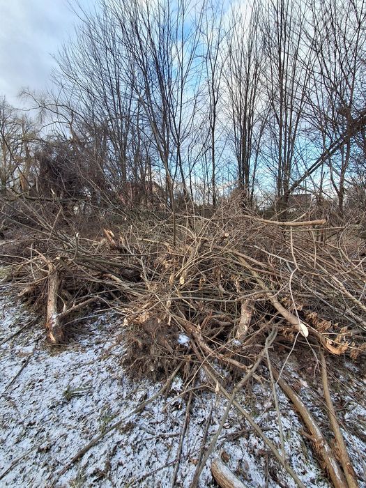 Gałęzie drzewa mieszane