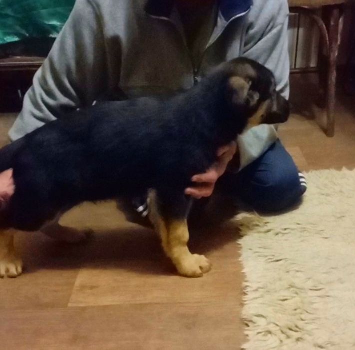 Суки нем овчарки из питомника