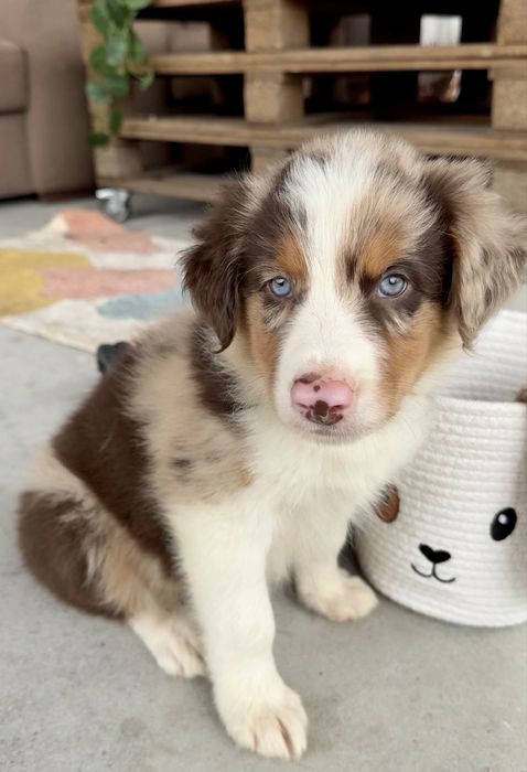 Border collie red merle trocolor